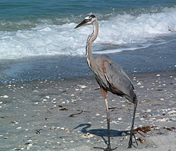 Crane on Venice Beach, Florida