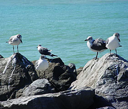 Venice Seagulls- Venice, Florida