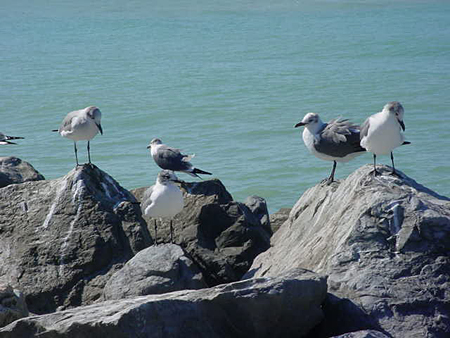 Venice Seagulls